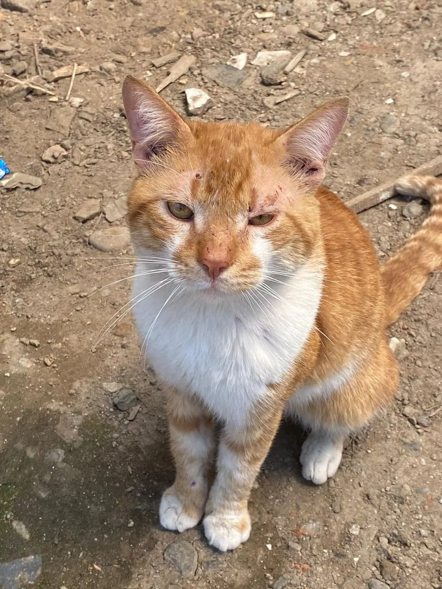 Sparky, gato naranja y blanco, sentado en el patio