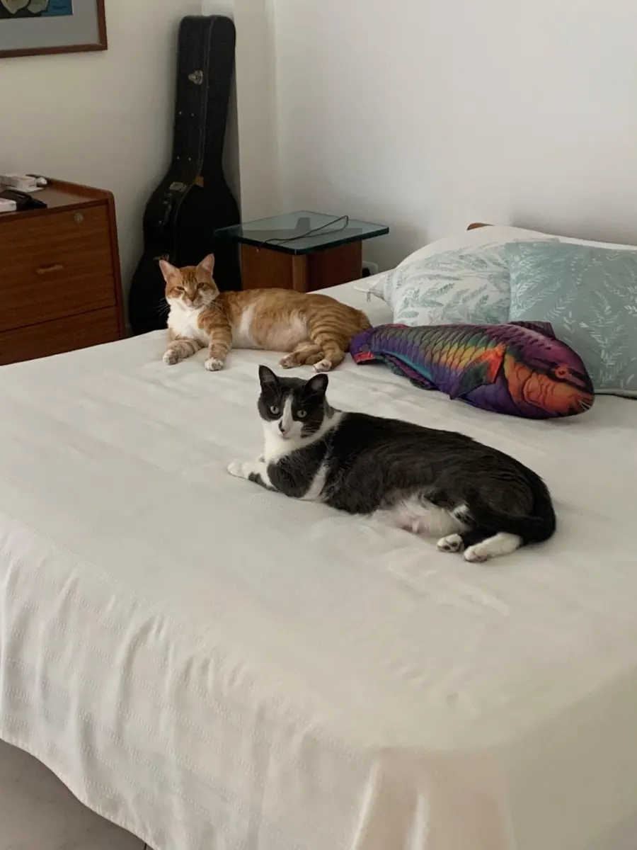 Sparky durmiendo en la cama junto al gato negro
